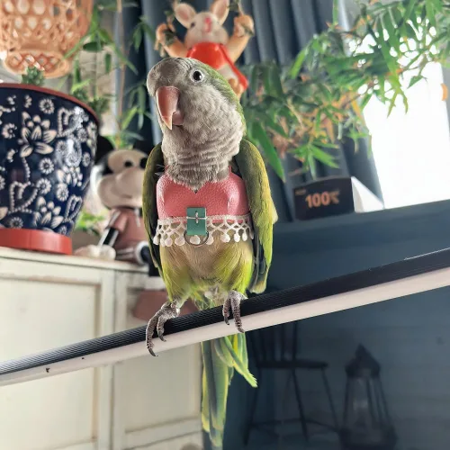 Miniatura 4 de Chaleco de arnés de vuelo de pájaro, traje de vuelo de loro con correa para periquitos, cacatúas, conures budgies, ropa de vuelo de pájaros