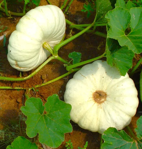 Miniatura 3 de TomorrowSeeds - Semillas de calabaza boer blancas planas - Paquete de más de 10 unidades - Apilables Cenicienta acanaladas de jabalí de otoño Casper