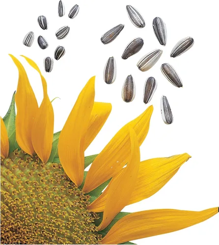 Burpee Super Snack Semillas de Girasol 50 semillas