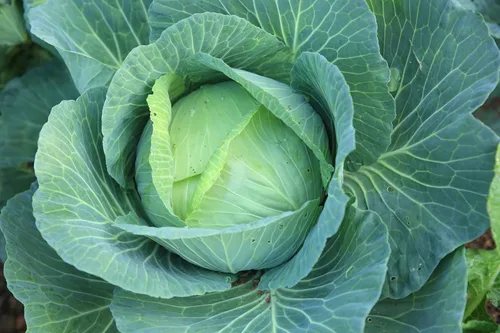 500 semillas de repollo para todas las estaciones para plantar más de 0.06 oz de semillas de reliquia no transgénica cosechadas en Estados Unidos,