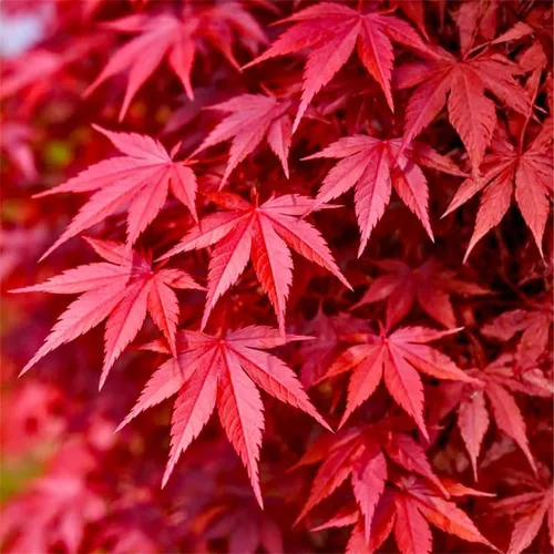 Miniatura 2 de 25 semillas de arce rojo para plantar, semillas de árbol de arce reliquia, ideales para paisajismo y bonsái