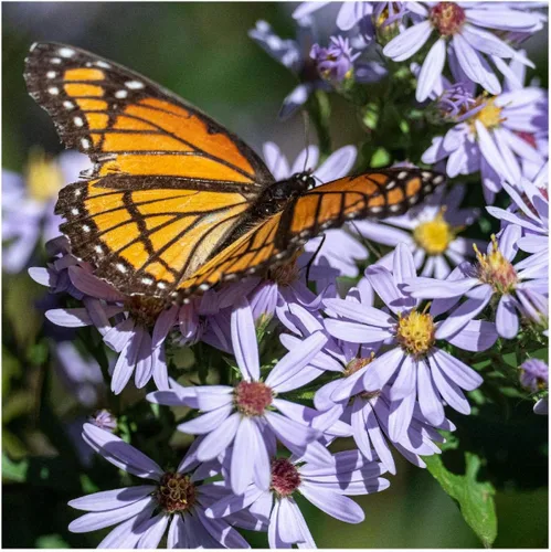 Miniatura 3 de Everwilde Farms - Semillas de flores silvestres nativas de Aster azul cielo de 1 onza - Gold Vault