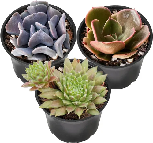Miniatura 5 de Sprout N Green Colección de suculentas de arrastre, planta suculenta de 4 cuerdas totalmente enraizada en maceta de inicio de 2 pulgadas, decoración