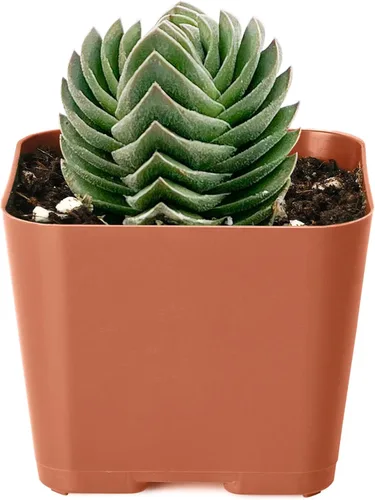 Miniatura 14 de Plantas suculentas vivas de 2 pulgadas, cactus con cono de pino, mini suculentas en maceta, planta de interior de fácil cuidado, regalos únicos