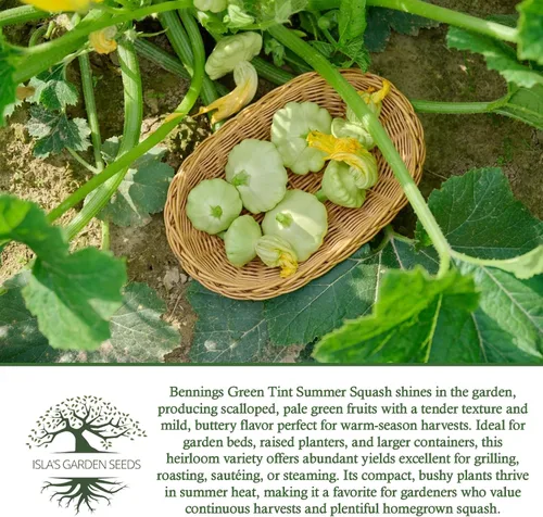 Miniatura 6 de Bennings Green Tint Summer Squash, 30 semillas tradicionales por paquete, Patty Pan Squash, semillas sin OMG, nombre botánico: Cucurbita Pepo