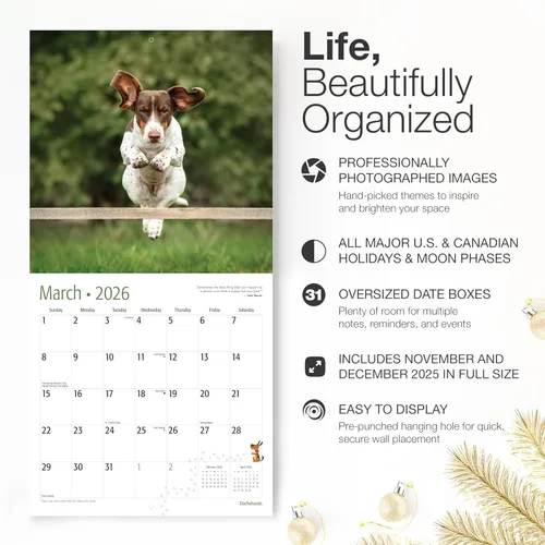 Miniatura 2 de RED EMBER Dachshunds - Calendario de pared 2026 de 12 meses 12 x 24 pulgadas abierto Papel grueso y resistente Regalo Lindo calendario