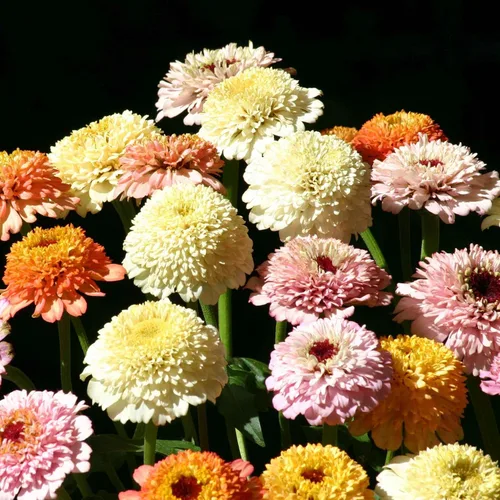 Miniatura 16 de Eden Brothers - Semillas de zinnia, cactus con flores, sin OMG, plantar en primavera, paquete, flores de bajo mantenimiento, zonas 3, 4, 5, 6, 7, 8
