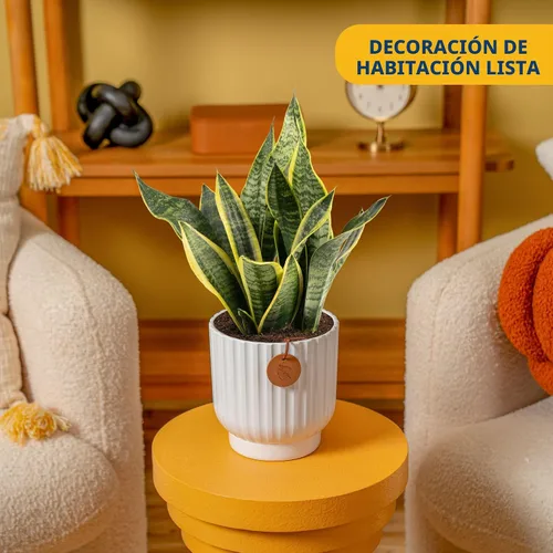 Miniatura 2 de Costa Farms - Planta de la serpiente o sansevieria de interior viva, fácil de cultivar, en maceta decorativa con tierra, decoración cumpleaños