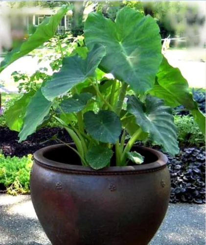 Miniatura 2 de 10 bulbos Colocasia Esculenta de oreja de elefante Taro Gabi Kalo Eddo listos para cultivar plantas tropicales de jardín (20 bombillas)