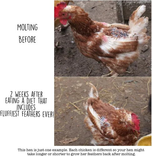 Miniatura 2 de Pampered Chicken Mama Suplemento de muda para pollos: las plumas más esponjosas de la historia Alimento para pollo en el patio trasero y suministros
