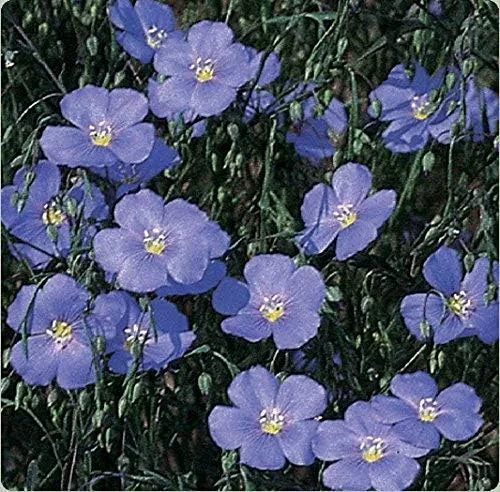 Miniatura 2 de Semillas de lino azul a granel sin OMG - Linum perenne (1 libra)