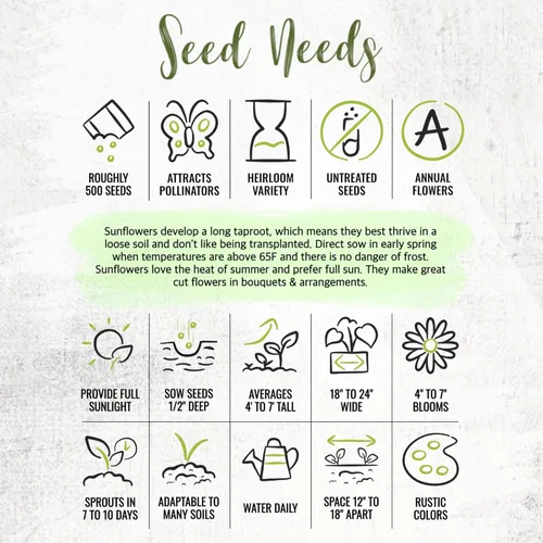 Miniatura 7 de Seed Needs Mezcla de semillas de girasol para plantar Sunset Blend 7 variedades Más de 750 semillas Helianthus Annuus Heirloom Open Polinated XL