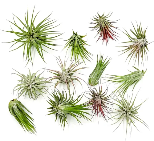 Plantas de aire ragnaroc - Paquete de Tillandsia Ionantha, regular de 1-3" - 12 unidades - Llegada viva garantizada - Plantas de casa para