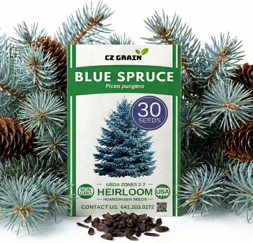 Semillas de abeto azul (paquete de 30) – Árbol de abeto azul Colorado para plantar – Picea pungens glauca Evergreen para pantalla de privacidad,