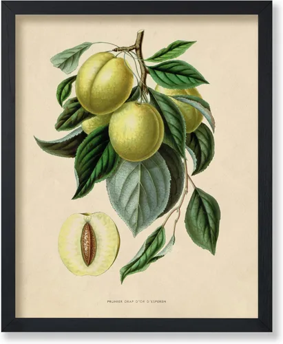 Miniatura 26 de Poster Master Póster Vintage de Plantas Cultivadas - Impresión Botánica Retro - Arte de Flores - Arte de Plantas - Regalo para Hombres y Mujeres