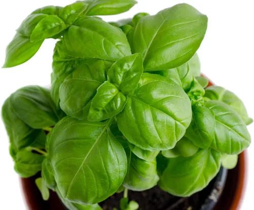 Semillas de Albahaca Genovesa para Plantar - Reliquia No-GMO Cultivadas en EE.UU. - 150+ Semillas - Semillas de Albahaca Dulce Premium para