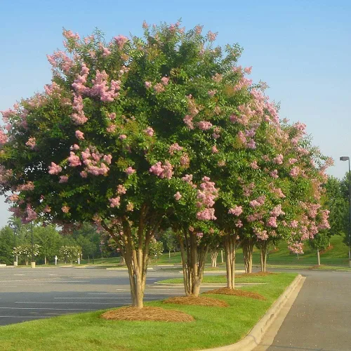 Miniatura 3 de Crape Myrtle Sioux 3 plantas vivas Flores de color rosa intenso vibrantes, planta viva, arbusto ornamental espectacular para impresionantes