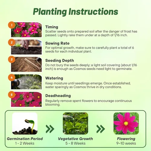 Miniatura 4 de Outsidepride Sonata Carmine Cosmos Bipinnatus Seeds – 50 piezas anuales, fáciles de cultivar y tolerantes a la sequía, semillas de flores