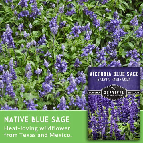 Miniatura 5 de Victoria - Semillas de salvia azul para plantar, semillas de harina de reliquia Salvia Farinacea, flores polinizadoras para bordes y jardines
