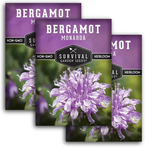 Survival Garden Seeds - Semilla de hierba de bergamota (bálsamo de abeja) para plantar - 3 paquetes con instrucciones para plantar y cultivar flores