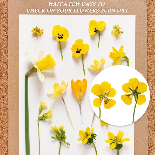 Miniatura 6 de Aboofx 20 hojas de papel secante para prensa de flores, tamaño grande de 8.26 x 11.8 pulgadas, A4, altamente absorbentes y reutilizables