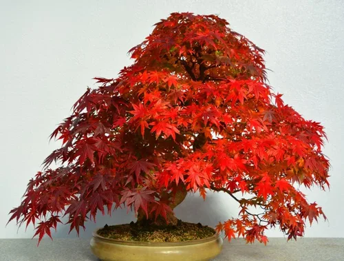 Miniatura 3 de 50 semillas de árbol de arce rojo Impresionantes hojas rojas