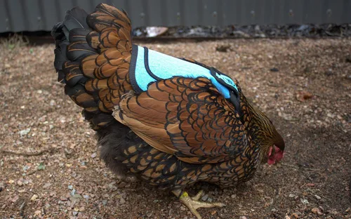 Miniatura 9 de DOWN UNDER OUTDOORS Sillín para pollo mediano-grande con correas ajustables, delantal para pollo, protector de aves de corral, suministros para Azul
