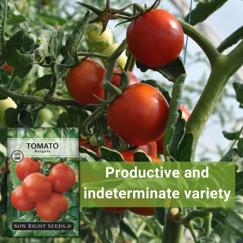 Miniatura 5 de Sow Right Seeds - Semillas de tomate Rutgers para plantar - Paquete de reliquia sin OMG con instrucciones para plantar y cultivar un huerto en casa