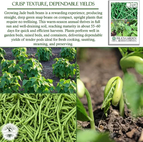Miniatura 5 de Semillas de frijol de jade para plantar, más de 50 semillas de reliquia por paquete, semillas de jardín de Isla (semillas de jardín de Isla)