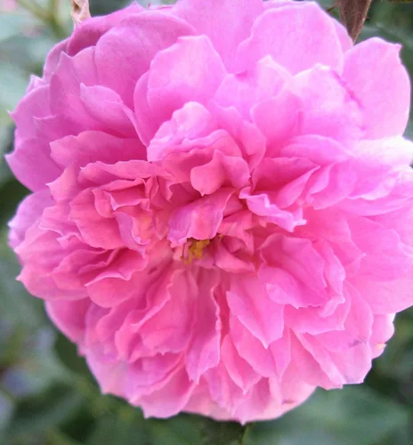 Miniatura 5 de Caldwell Pink Rose Bush - Raíz antigua reliquia propia - Rosa Hybrid - Planta viva - Flor doble perpetua fragante - Emerald Goddess Gardens