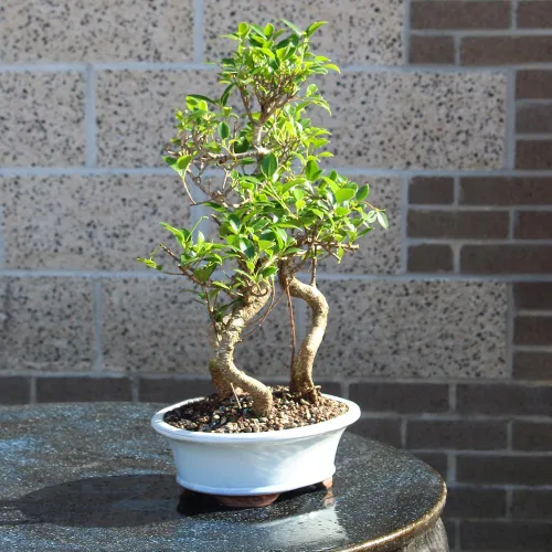 Miniatura 10 de Brussel's Bonsai - Árbol bonsái para interiores, M