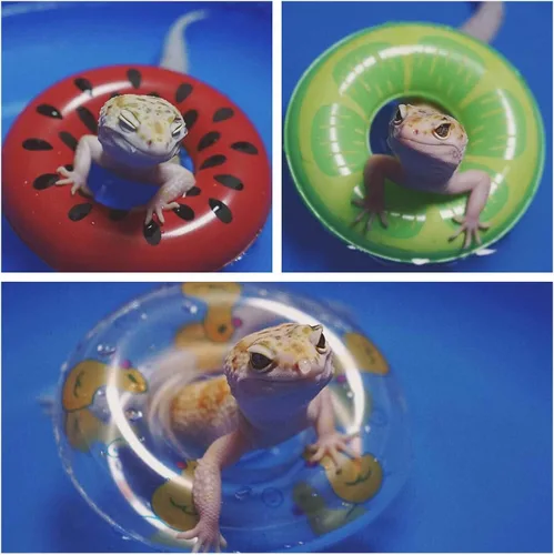 Miniatura 7 de Piscina de dragón barbudo con flotador inflable – Plegable plegable para bañera, bañera y reptil collar anillo para lagartos anfibios, suministros