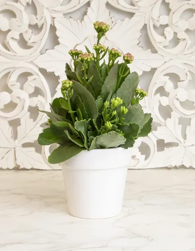 Miniatura 3 de Plants for Pets - Plantas de Kalanchoe suculentas vivas en maceta blanca, plantas suculentas vivas, plantas suculentas vivas para interiores