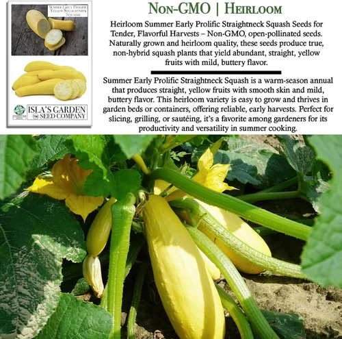 Miniatura 3 de Semillas de calabaza de verano de cuello recto amarillo prolífico temprano para plantar, más de 50 semillas vegetales tradicionales por paquete