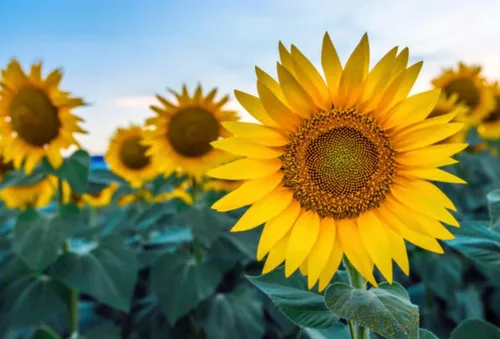 Miniatura 7 de 500 semillas de girasol mixtas para plantar, semillas de girasol tradicionales sin OMG de alta calidad para plantar en jardines y paisajismo, mejora