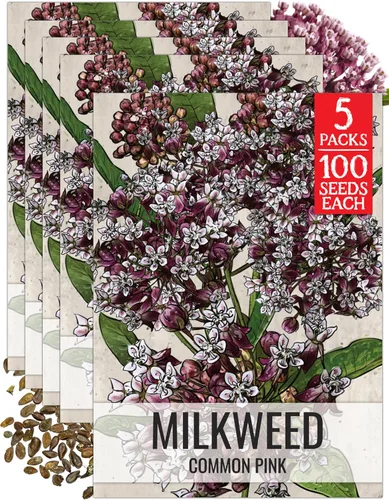 Miniatura 17 de Seed Needs Semillas de algodoncillo naranja para plantar malezas de mariposa, semillas de flores perennes sin tratar para cultivar un jardín