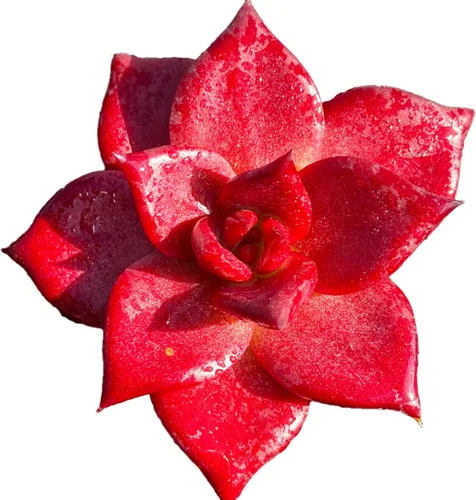 Miniatura 15 de Echeveria Agavoides Romeo - Plantas suculentas vivas raras, planta roja de 1 cabeza de 2.7 pulgadas, raíz desnuda sin tierra para maceta, escritorio