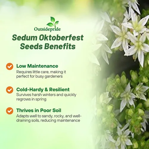 Miniatura 3 de Outsidepride Oktoberfest Semillas Sedum - 1000 semillas perennes de cobertura del suelo para plantar, plantas suculentas resistentes al frío