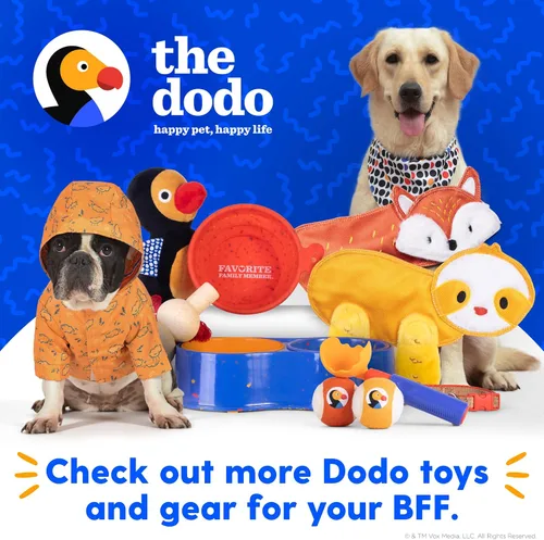 Miniatura 7 de The Dodo Collar de corcho para perro, rayas, talla pequeña; collar de material de corcho para perros, ropa diaria de mascotas; ajustable a presión