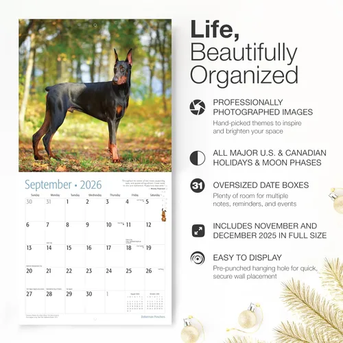 Miniatura 2 de RED EMBER Doberman Pinschers - Calendario de pared 2026 de 12 meses, 12 x 24 pulgadas, abierto, papel grueso y resistente, para regalo, calendario