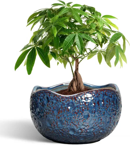 Miniatura 36 de Macetas de Cerámica Thirtypot - Maceta de 4 Pulgadas con Agujero de Drenaje, Macetas Pequeñas para Plantas de Interior y Exterior, Maceta Redonda