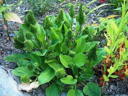100 semillas Plantago Major Seeds- Rubrifolia como vegetal, curador de heridas, remedio para mordeduras de serpiente