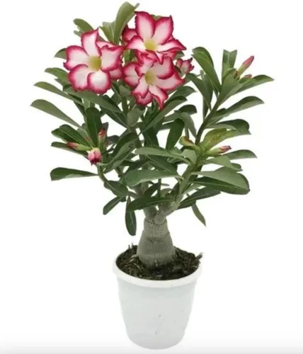 Pink Desert Rose - Planta viva – Suculenta floreciente vibrante – Planta de rosa del desierto viva – Planta de interior de 4 a 6 pulgadas de alto –
