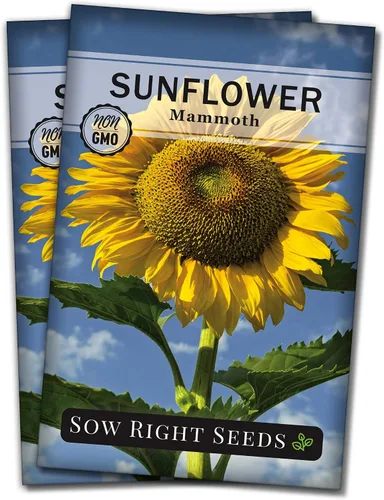 Miniatura 7 de Sow Right Seeds - Semillas de girasol de mamut para plantar - Cultiva girasoles gigantes en tu jardín - Semillas de reliquia sin OMG para plantar un