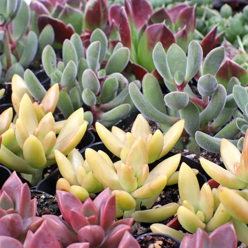 Miniatura 5 de Mountain Crest Gardens Paquete a granel de suculentas surtidas, 25 plantas vivas en macetas de 2 pulgadas, suculentas reales para interiores