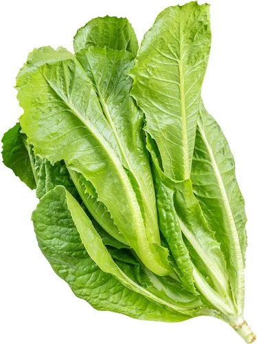Parris Island Cos - Semillas de lechuga romana (Lactuca sativa) – Más de 1000 semillas tradicionales sin OMG de Isla's Garden Seeds, cabezas