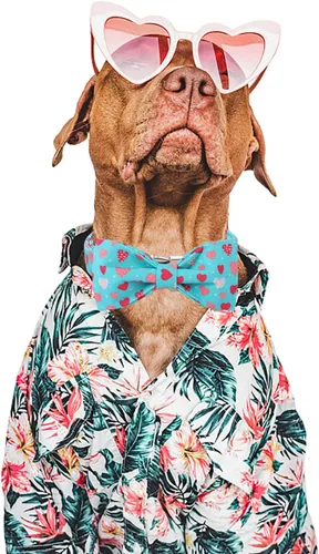 Miniatura 4 de DOGWONG Collar de perro de San Valentín con pajarita, corazón azul, perfecto para perros pequeños, medianos y grandes, patrón de corazón, pajarita