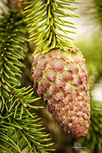Miniatura 6 de Acrocona Norway Spruce 1 - Año Árbol vivo