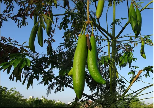 10 semillas Ceiba pentandra Rara Tropical Bird Lovers Dream Colibríes Mariposas Amor Abundante Flores Blancas Fragantes Fácilmente Cultivador Planta