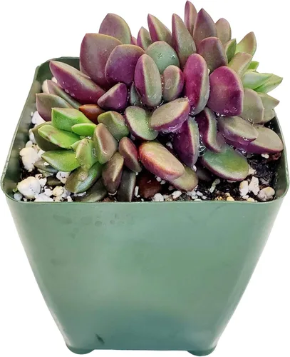 Miniatura 18 de Cadena de perlas (Senecio Rowleyanus) - Plantas vivas rastreras totalmente enraizadas y en floración - Rara planta de interior para decoración